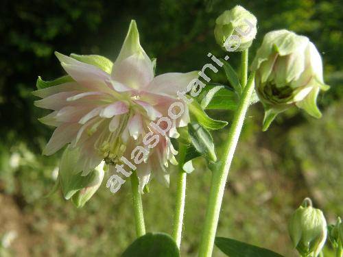 Aquilegia vulgaris 'Pleniflora'