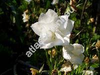 Campanula persicifolia 'Moerheimii'