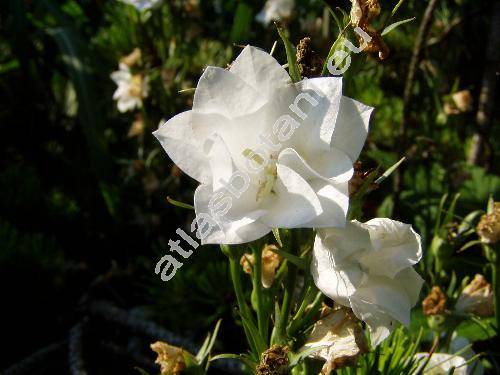 Campanula persicifolia 'Moerheimii'