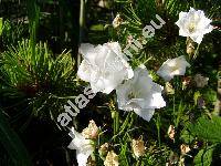 Campanula persicifolia 'Moerheimii'