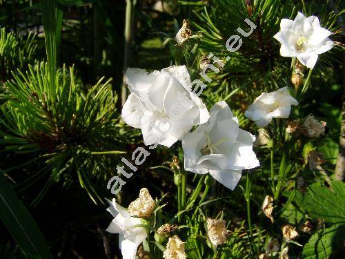 Campanula persicifolia 'Moerheimii'