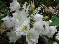 Campanula persicifolia 'Moerheimii'