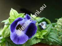 Torenia x hybrida