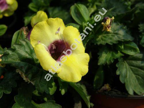 Torenia x hybrida