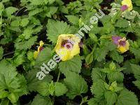 Torenia x hybrida