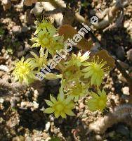 Aichryson laxum (Haw.) Bramw. (Aeonium laxum (Haw.) Webb, Sedum, Sempervivum)