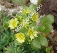 Aichryson laxum (Haw.) Bramw. (Aeonium laxum (Haw.) Webb, Sedum, Sempervivum)