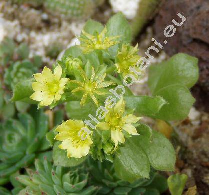 Aichryson laxum (Haw.) Bramw. (Aeonium laxum (Haw.) Webb, Sedum, Sempervivum)