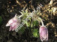 Pulsatilla pratensis (L.) Mill. subsp. bohemica (Anemone pratensis L., Pulsatilla nigricans Strck)