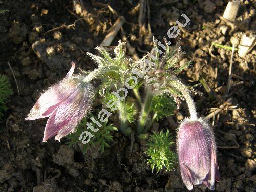 Pulsatilla pratensis (L.) Mill. subsp. bohemica (Anemone pratensis L., Pulsatilla nigricans Strck)