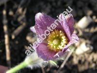 Pulsatilla pratensis (L.) Mill. subsp. bohemica (Anemone pratensis L., Pulsatilla nigricans Strck)