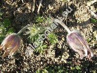 Pulsatilla pratensis (L.) Mill. subsp. bohemica (Anemone pratensis L., Pulsatilla nigricans Strck)