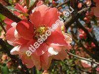 Chaenomeles speciosa (Sweet) Nakai (Chaenomeles lagenaria (Loisel.) Koidz., Chaenomeles x superba (Frahm.) Rehd, Cydonia speciosa Sweet, Pyrus)