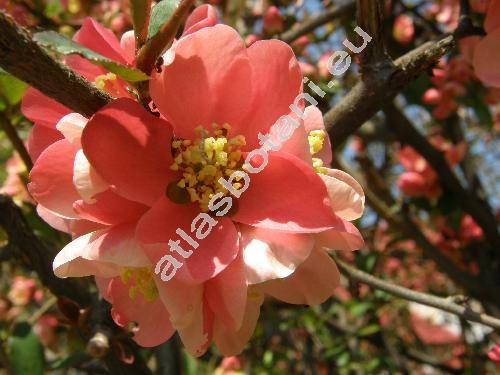 Chaenomeles speciosa (Sweet) Nakai (Chaenomeles lagenaria (Loisel.) Koidz., Chaenomeles x superba (Frahm.) Rehd, Cydonia speciosa Sweet, Pyrus)