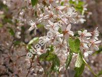 Prunus subhirtella Miq. 'Pendula' (Cerasus subhirtella (Miq.) Sokolov)