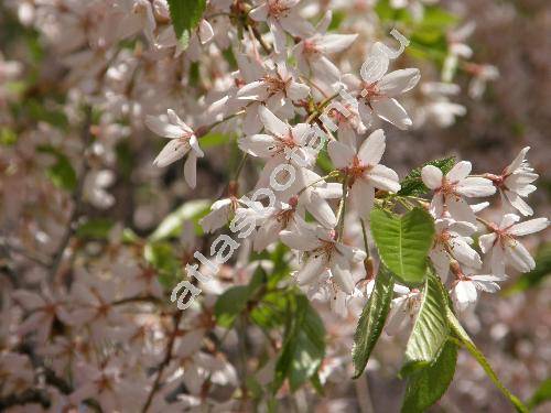 Prunus subhirtella Miq. 'Pendula' (Cerasus subhirtella (Miq.) Sokolov)