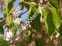 Prunus subhirtella Miq. 'Pendula' (Cerasus subhirtella (Miq.) Sokolov)