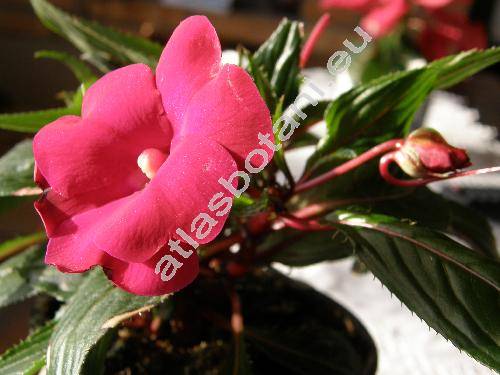 Impatiens x hybrida (Impatiens x hybrida New Guinea, Impatiens hawkeri Bull. x Impatiens linearifolia Warb., Balsamina)