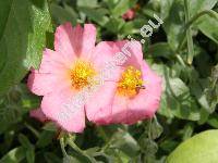 Helianthemum x sulphureum 'Lawreson's Pink' (Helianthemum apenninum x Helianthemum nummularium)