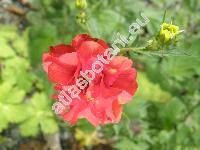 Geum chiloense (Geum chionse Balbis, Geum quellyoin Sweet)