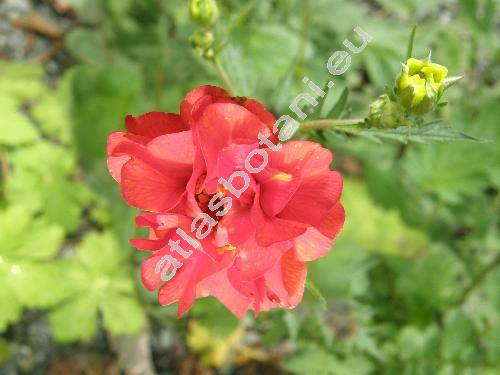 Geum chiloense (Geum chionse Balbis, Geum quellyoin Sweet)