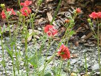 Geum chiloense (Geum chionse Balbis, Geum quellyoin Sweet)