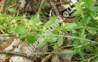 Cruciata glabra (L.) Ehrend. (Galium glabrum (L.) Rhling, Valantia glabra L., Galium vernum Scop.)