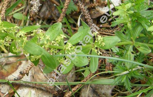 Cruciata glabra (L.) Ehrend. (Galium glabrum (L.) Röhling, Valantia glabra L., Galium vernum Scop.)