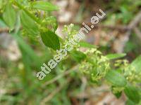 Cruciata glabra (L.) Ehrend. (Galium glabrum (L.) Röhling, Valantia glabra L., Galium vernum Scop.)