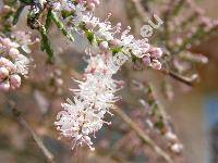 Tamarix parviflora DC. (Tamarix cretica Bunge)