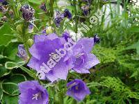 Campanula persicifolia L. 'Blaukelchen'