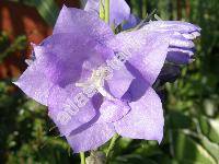 Campanula persicifolia L. 'Blaukelchen'