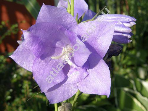 Campanula persicifolia L. 'Blaukelchen'