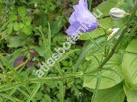 Campanula persicifolia L. 'Blaukelchen'