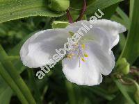 Tradescantia x andersoniana Ludw. et Rohw. 'L'Innocence' (Tradescantia virginiana hort.)