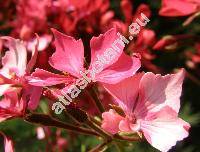 Pelargonium 'Fireworks Scarlet'