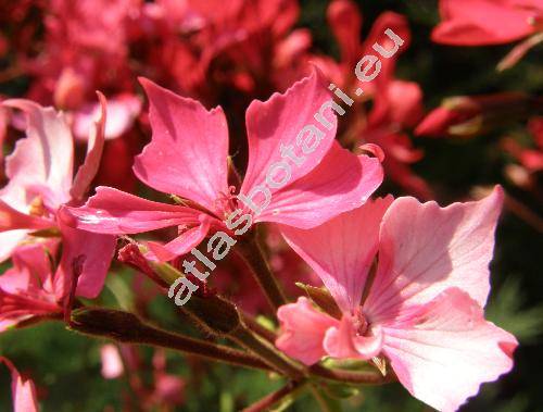 Pelargonium 'Fireworks Scarlet'