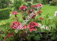 Pelargonium 'Fireworks Scarlet'