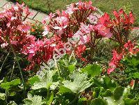 Pelargonium 'Fireworks Scarlet'