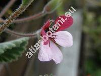 Pelargonium 'Splendid'