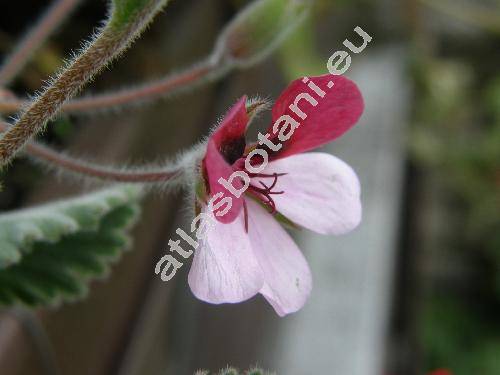 Pelargonium 'Splendid'