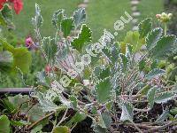 Pelargonium 'Splendid'