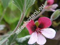 Pelargonium 'Splendid'