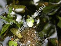 Spirodela polyrhiza (L.) Schleiden (Lemna polyrhiza L.)