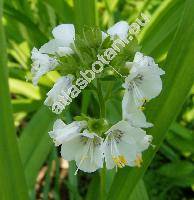 Polemonium caeruleum L. 'Albiflorum'