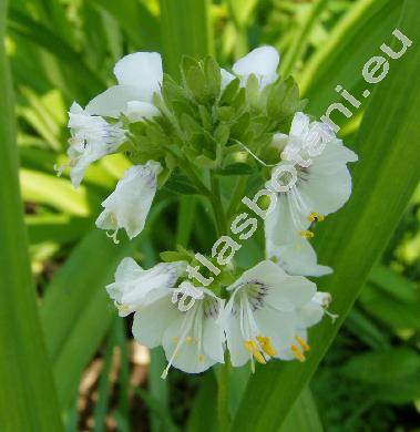 Polemonium caeruleum L. 'Albiflorum'