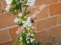 Polemonium caeruleum L. 'Albiflorum'