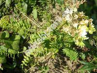 Polemonium caeruleum L. 'Albiflorum'