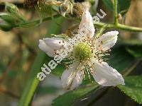 Rubus 'Thornfree'