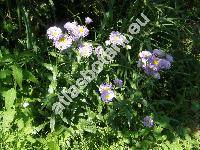 Erigeron x hybridus 'Dunkelste Aller'